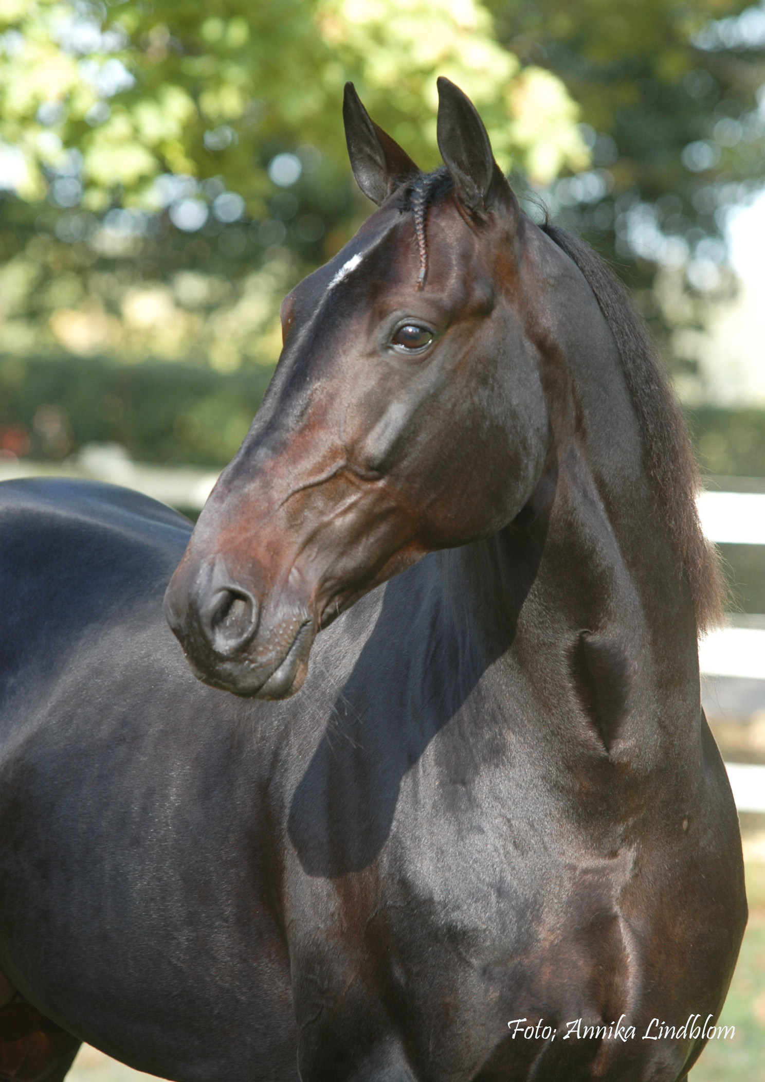 Stolta pappan Orecchietti. Foto; A.Lindblom